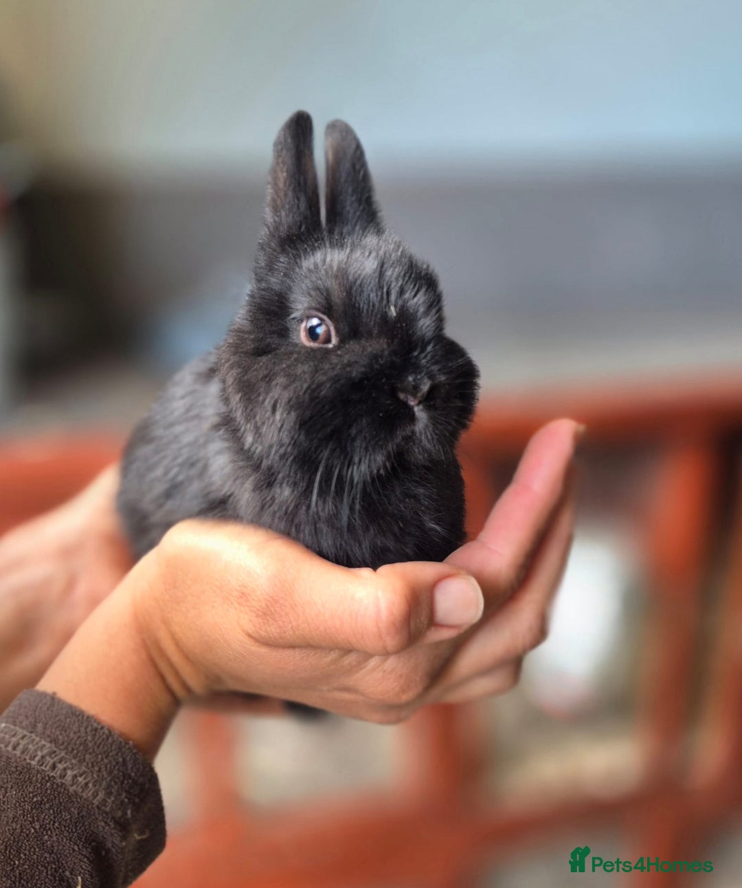 Netherland Dwarf rabbits for sale: Netherland dwalfs - Advert 9