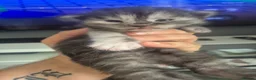 Maine Coon cats for sale:  maincoon kittens  - Advert 2