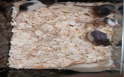 Rat rodents for sale: Baby Dumbo Rat's Males and Females - Image 11