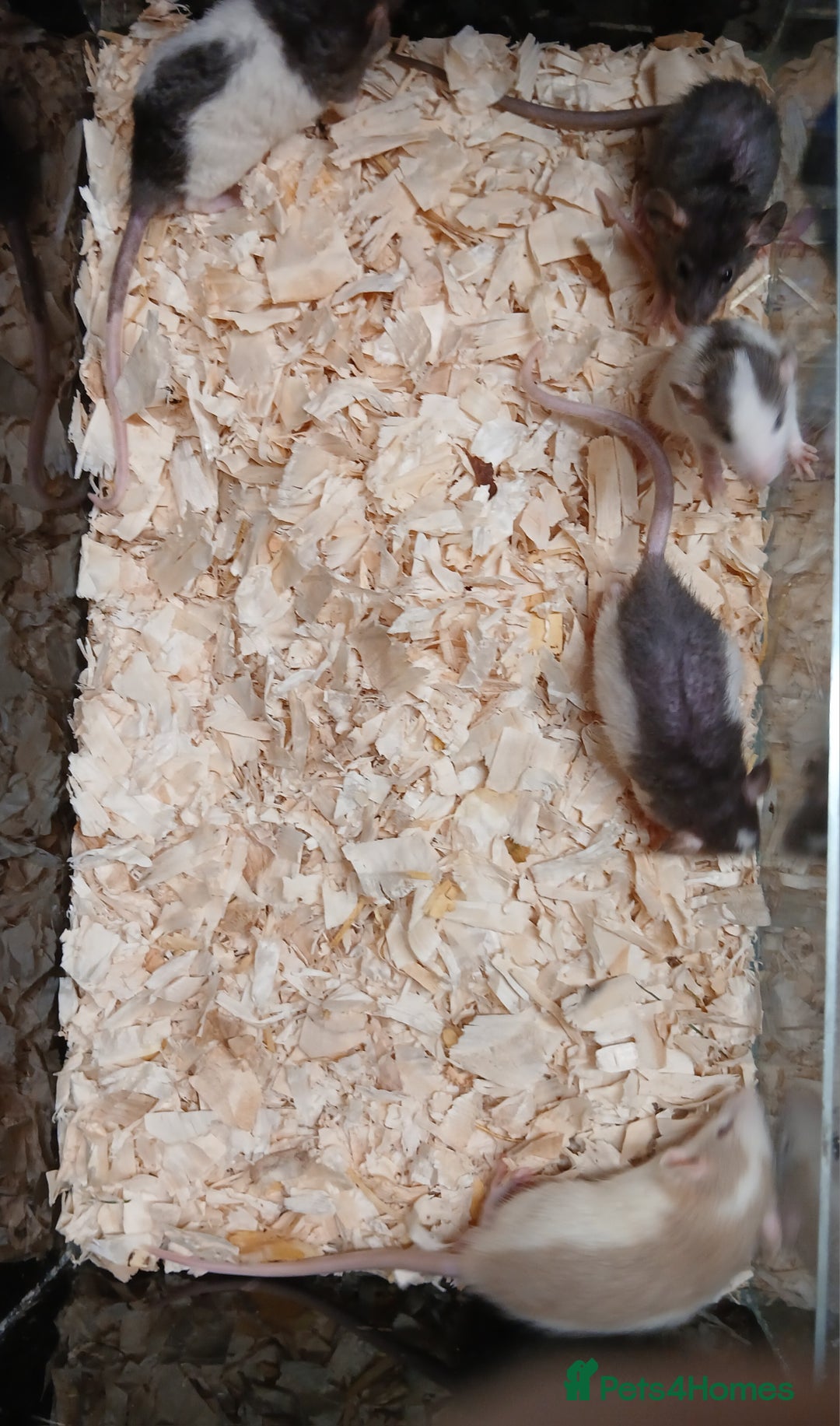 Rat rodents for sale: Baby Dumbo Rat's Males and Females - Image 11