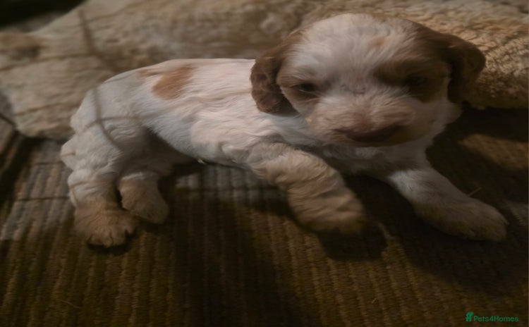 Cockapoo dogs - Advert 11