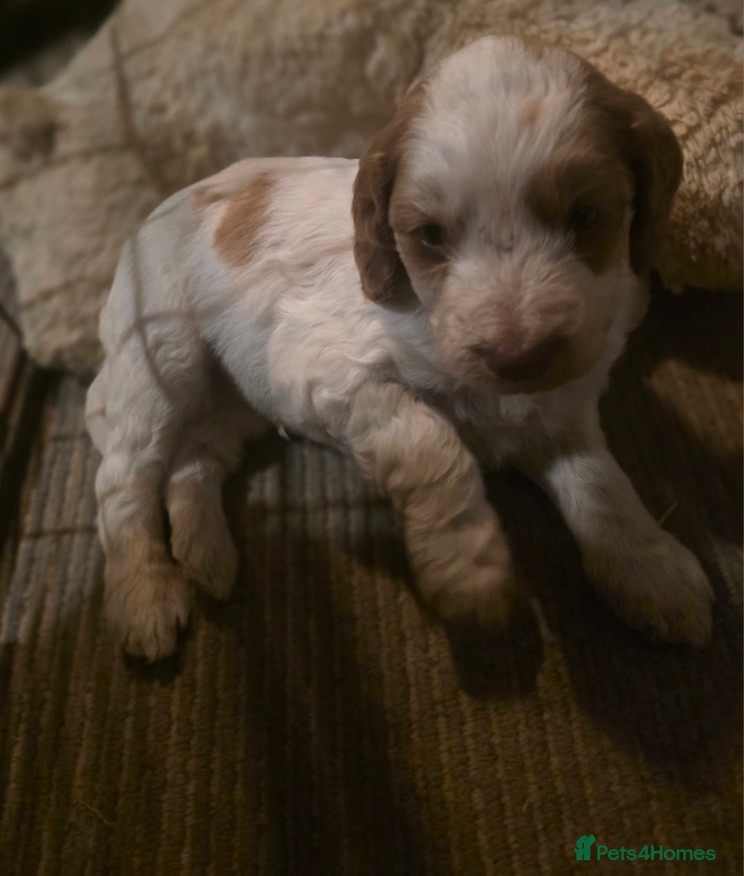 Cockapoo dogs for sale: Cockerpoo puppies F1. Stunning litter  - Image 1