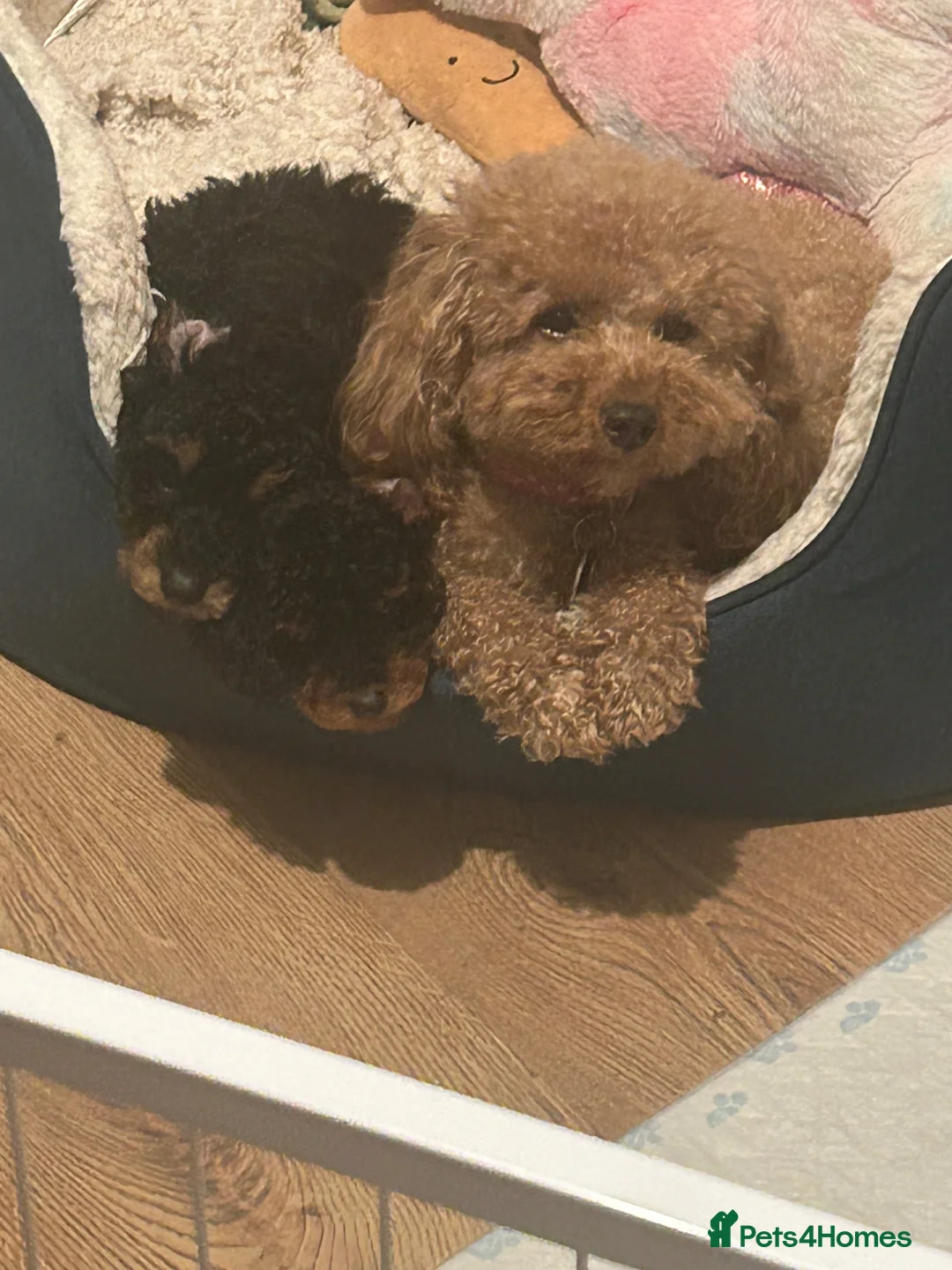 Toy Poodle dogs for sale: Kc Health Tested Phantom Toy Poodle - Advert 8