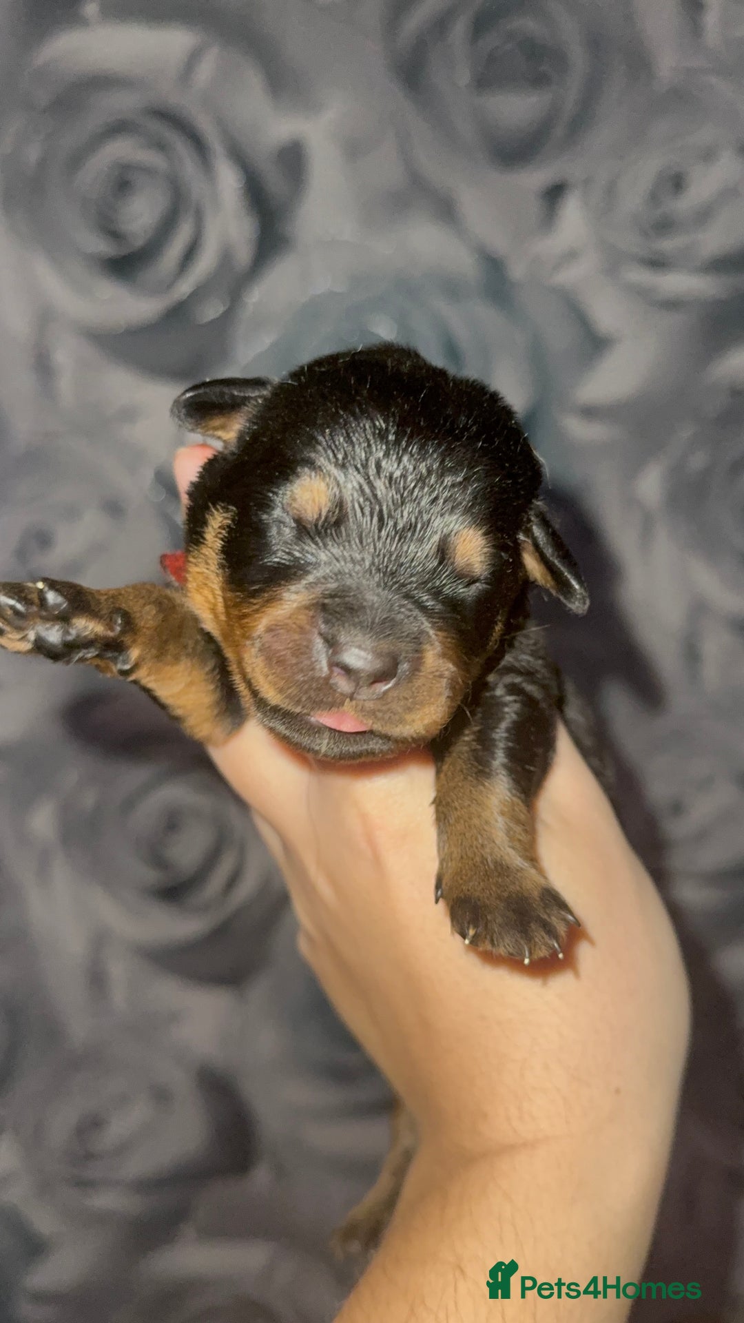 Rottweiler dogs for sale: Rottweiler puppies looking for a forever home - Image 12