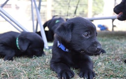 Labrador Retriever dogs for sale: Stunning Labrador KC Registered Puppies - Image 7
