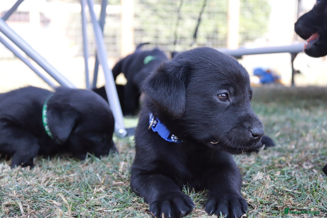 Labrador Retriever dogs for sale: Stunning Labrador KC Registered Puppies - Image 7