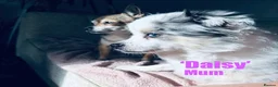 Pomeranian dogs for sale: Pomeranian puppies  in Bishop Auckland - Advert 3
