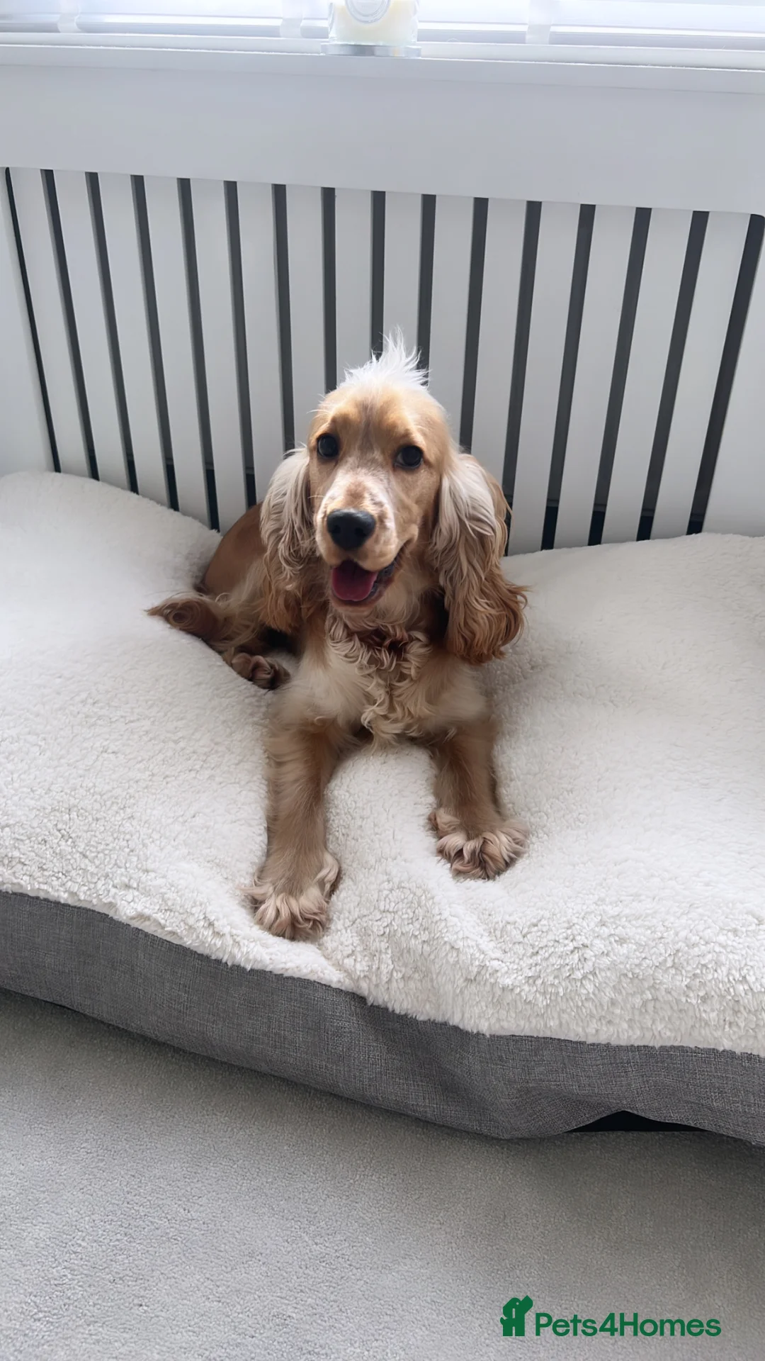 Cocker Spaniel dogs for sale: Ralph  - Advert 1