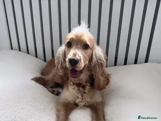 Cocker Spaniel dogs Ralph - Advert 2