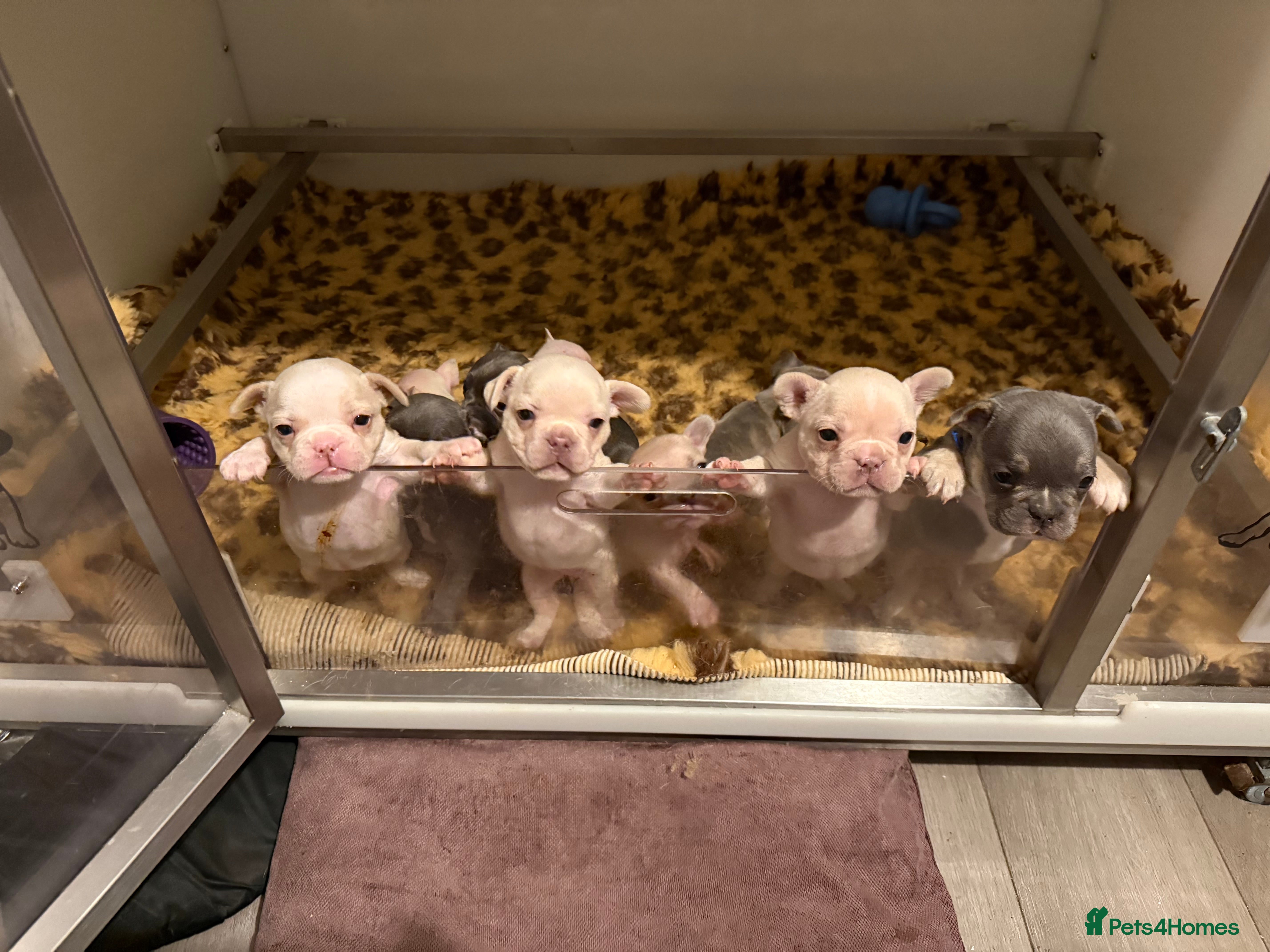 French Bulldog dogs Highly Health tested French Bulldog Puppies - Advert 18