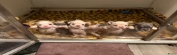 French Bulldog dogs for sale: Highly Health tested French Bulldog Puppies - Advert 16