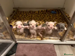 French Bulldog dogs Highly Health tested French Bulldog Puppies - Advert 18