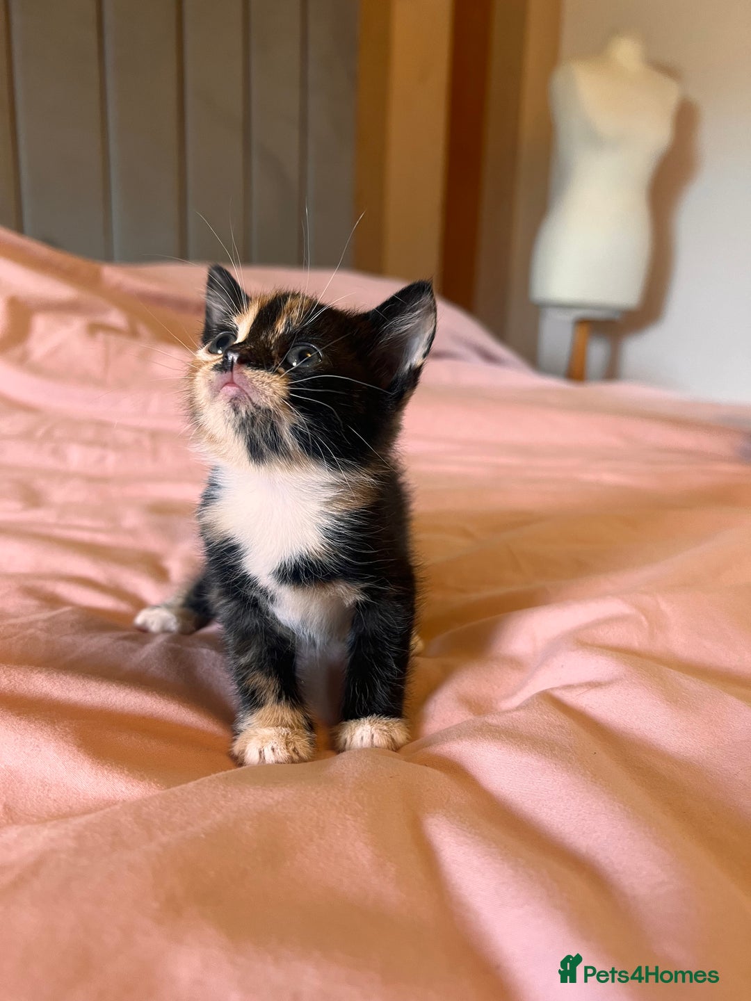 Domestic Shorthair cats for sale: Adorable Tortoiseshell Kittens - Image 8