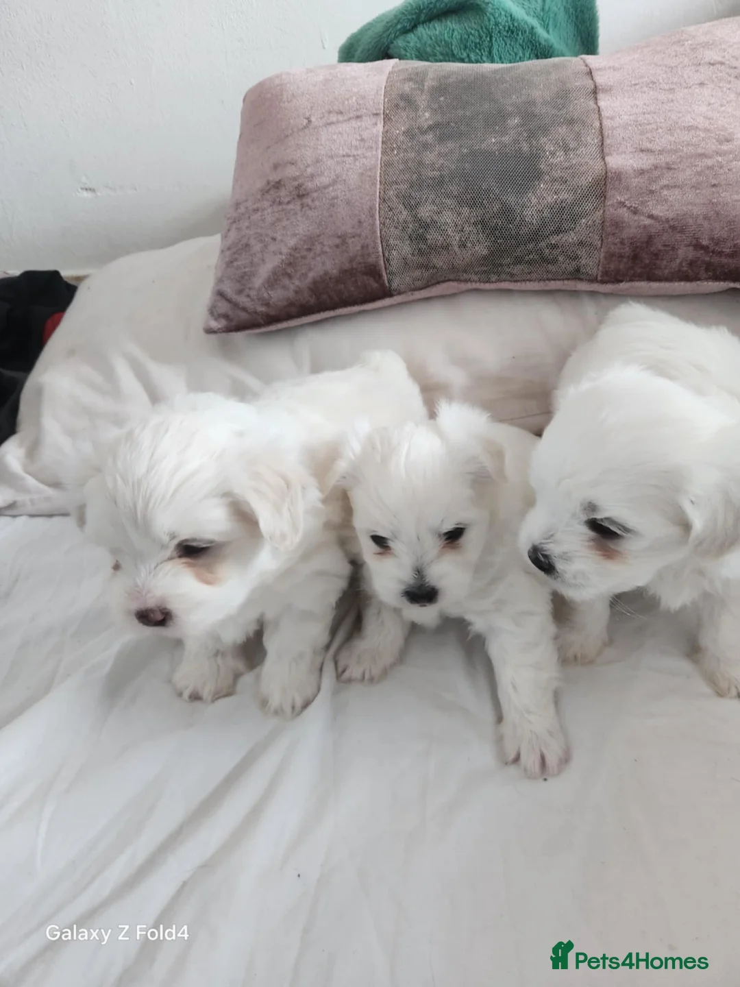Bichon Frise dogs for sale: 3 adorable boys  - Advert 7