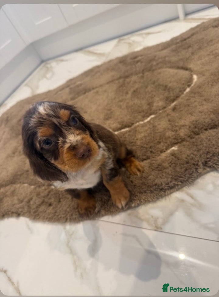 Cocker Spaniel dogs for sale: Cocker spaniel show type puppies  - Advert 1