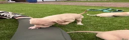 Italian Greyhound dogs for sale: Italian Greyhound pups  in Sutton-in-Ashfield - Advert 17