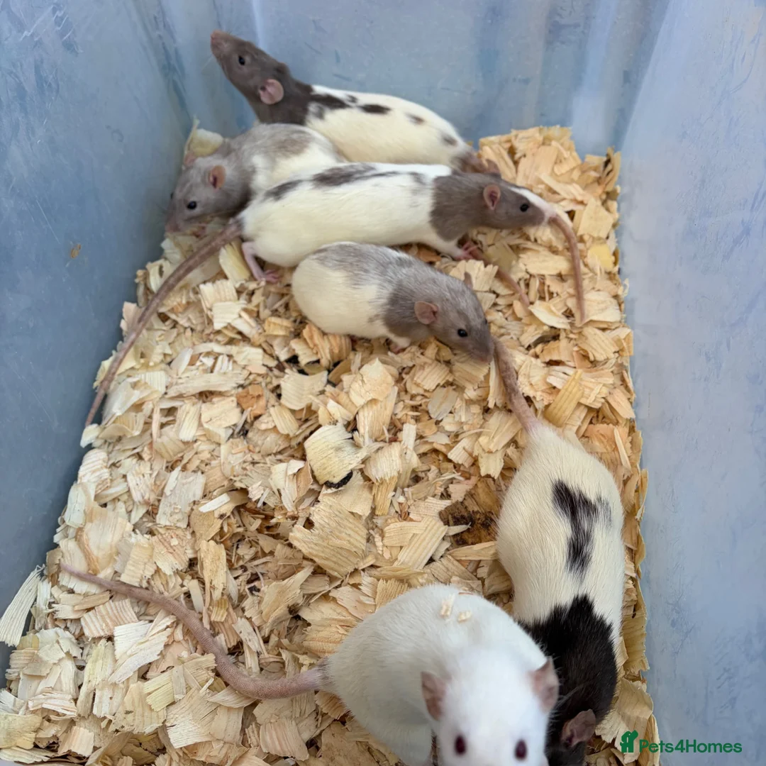 Rat rodents for sale: Dumbo rats for sale  - Advert 8