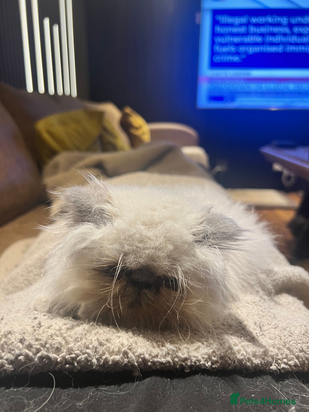 Persian cats for sale: Colourpoint peke faced Persian kittens ready to go - Image 3