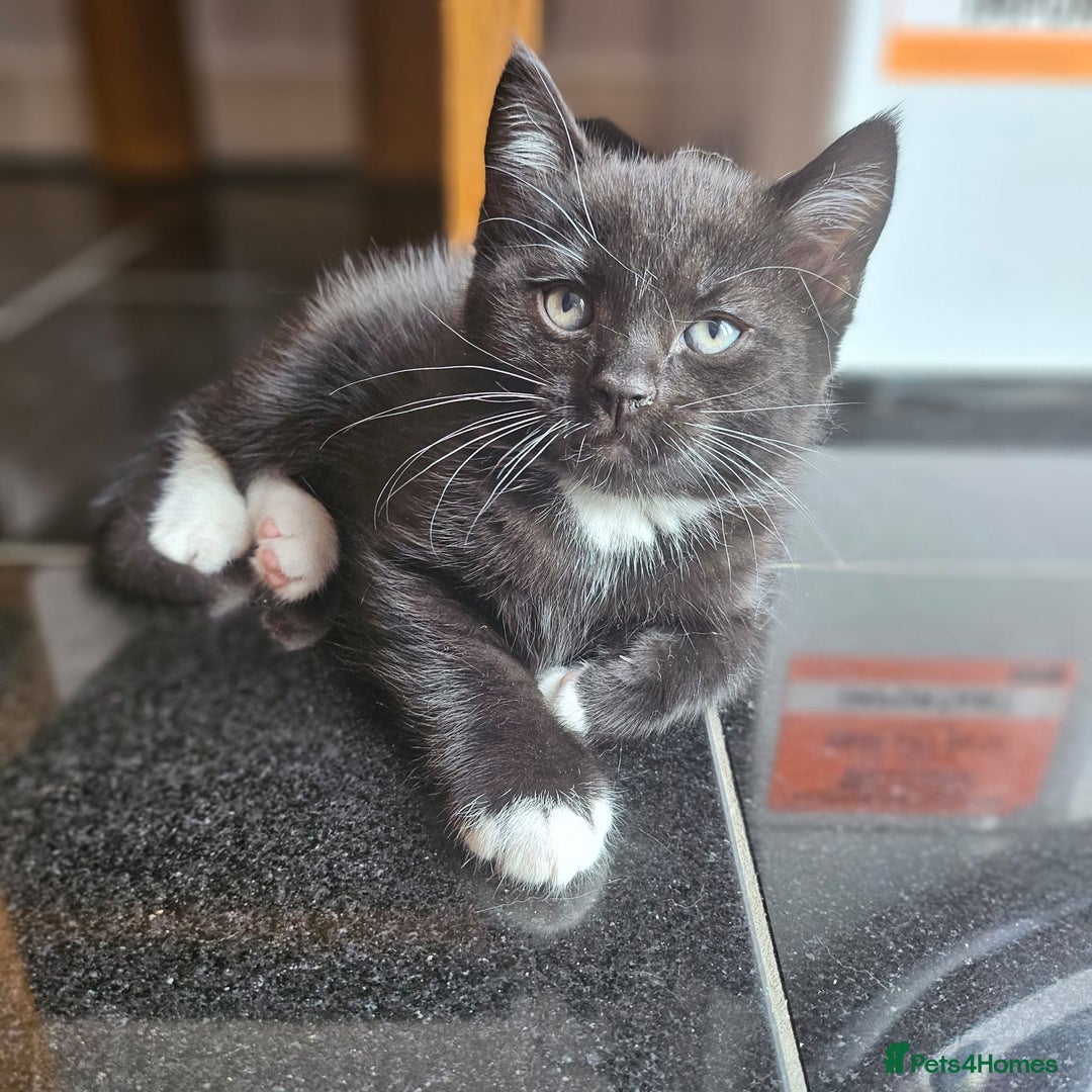 Mixed Breed cats for sale: 🐾 Cute Mixed British Shorthair🐾  - Image 1