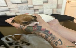 Jack Russell dogs for sale: Beautiful jack Russell terrier puppies  - Image 6