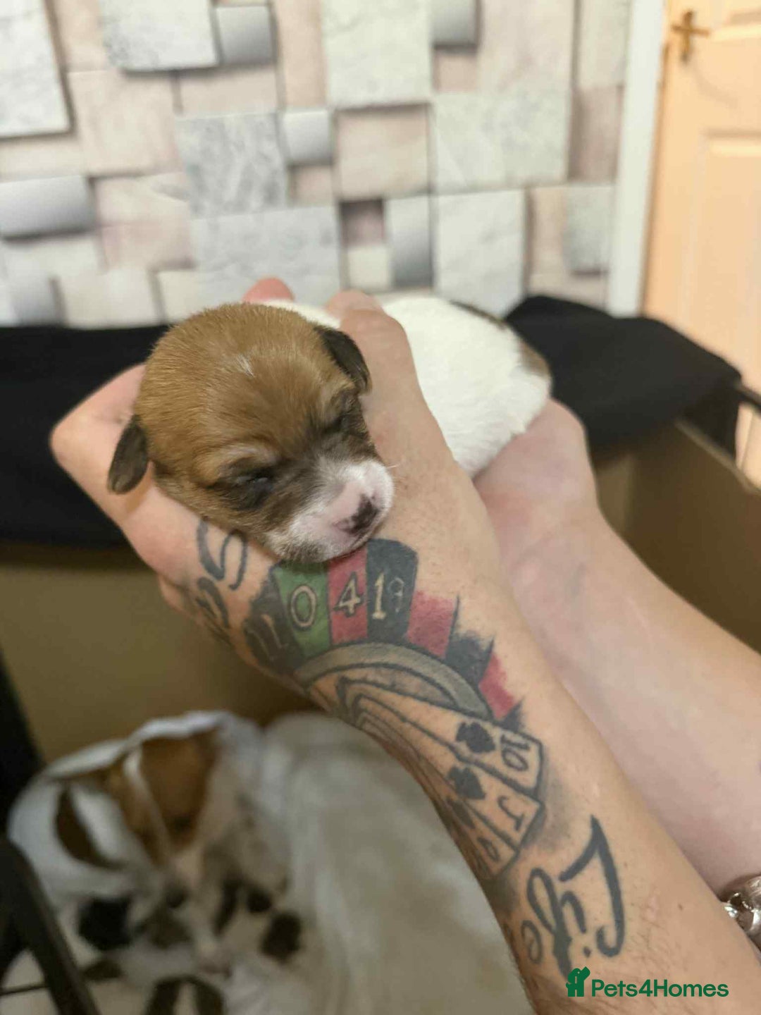 Jack Russell dogs for sale: Beautiful jack Russell terrier puppies  - Image 6