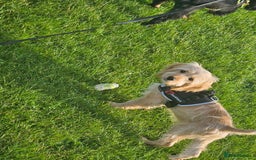 Cockapoo dogs for sale: Cockerpoo  - Image 27