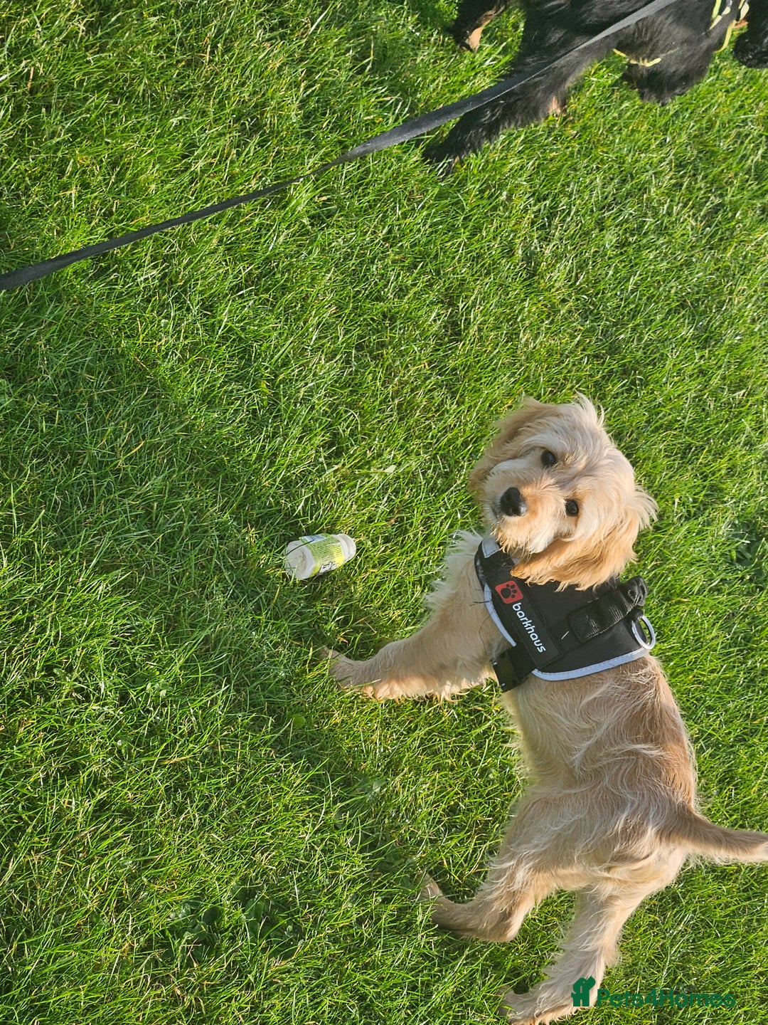 Cockapoo dogs for sale: Cockerpoo  - Image 27