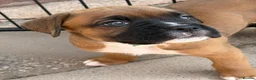 Boxer dogs for sale: Stunning litter of adorable boxer Puppies - Advert 33