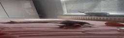 Mixed Breed cats for sale: Mixed Russian and bengal kittens  - Advert 8