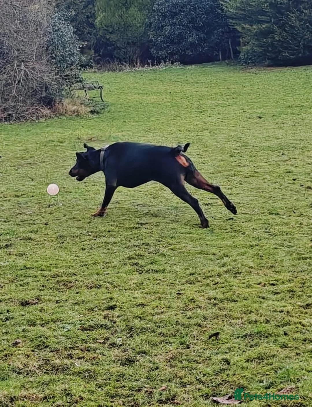Dobermann dogs for sale: A Stunning strong KC Reg Black & Tan Doberman - Advert 18