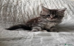 Maine Coon cats for sale: GORGEOUS MAINE COON KITTENS - Image 5