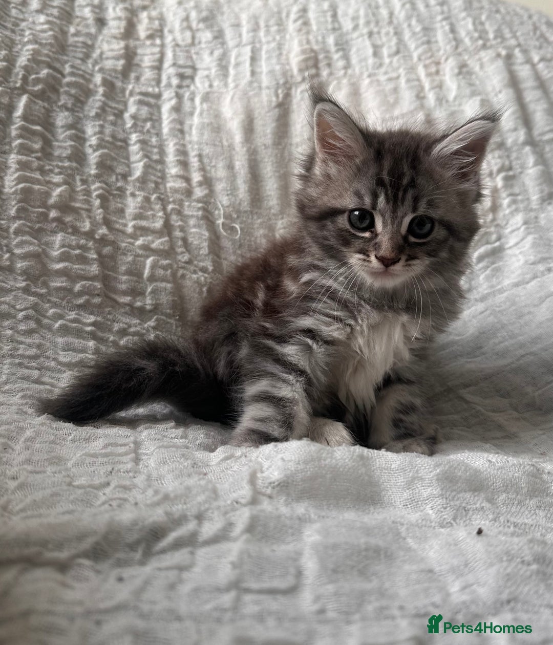Maine Coon cats for sale: GORGEOUS MAINE COON KITTENS - Image 5