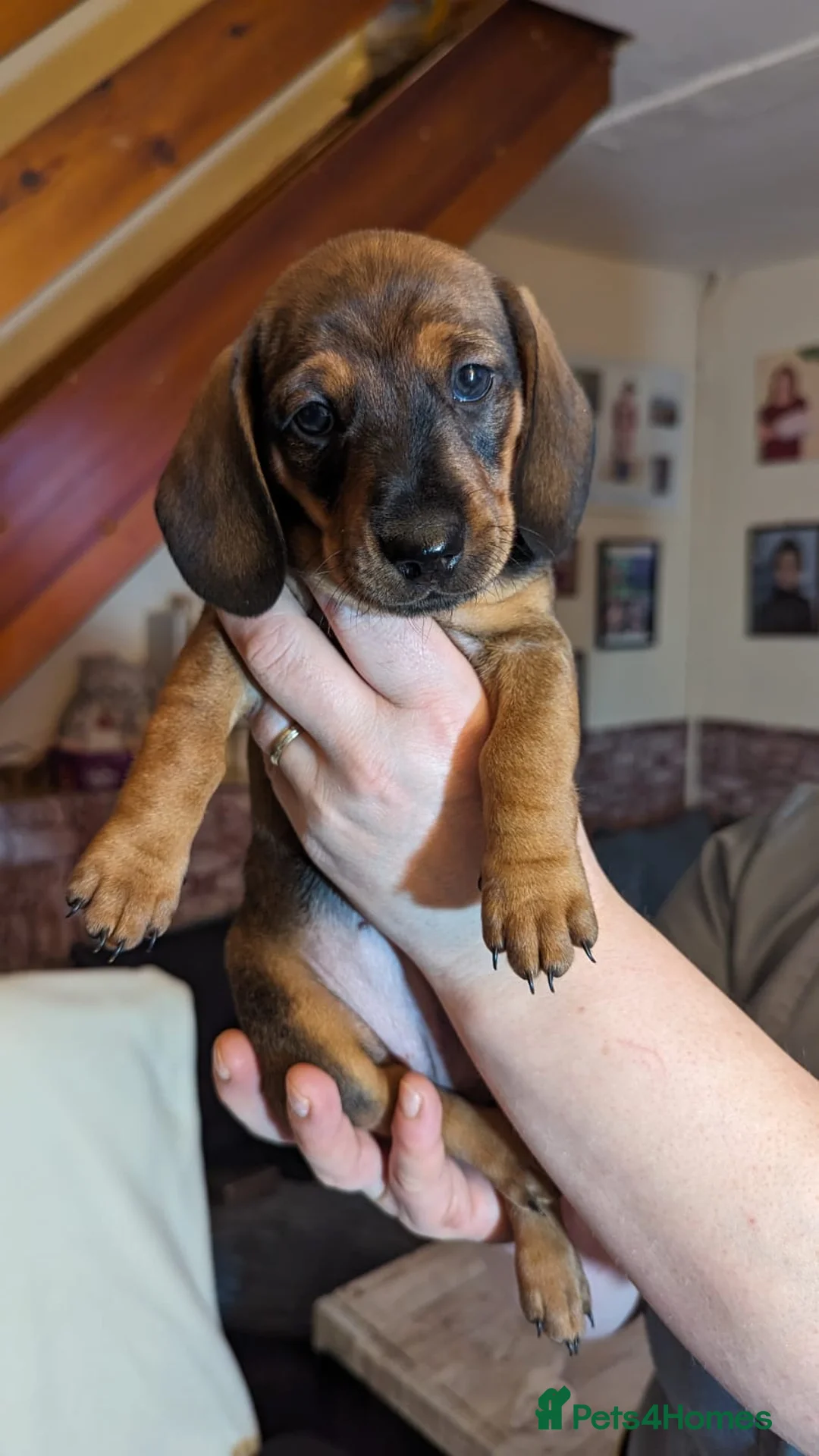 Dachshund dogs for stud: *STUD* mini in Romford - Advert 16
