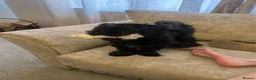 Shih Tzu dogs for sale: 8 month old female Shih Tzu in Oldham - Advert 1