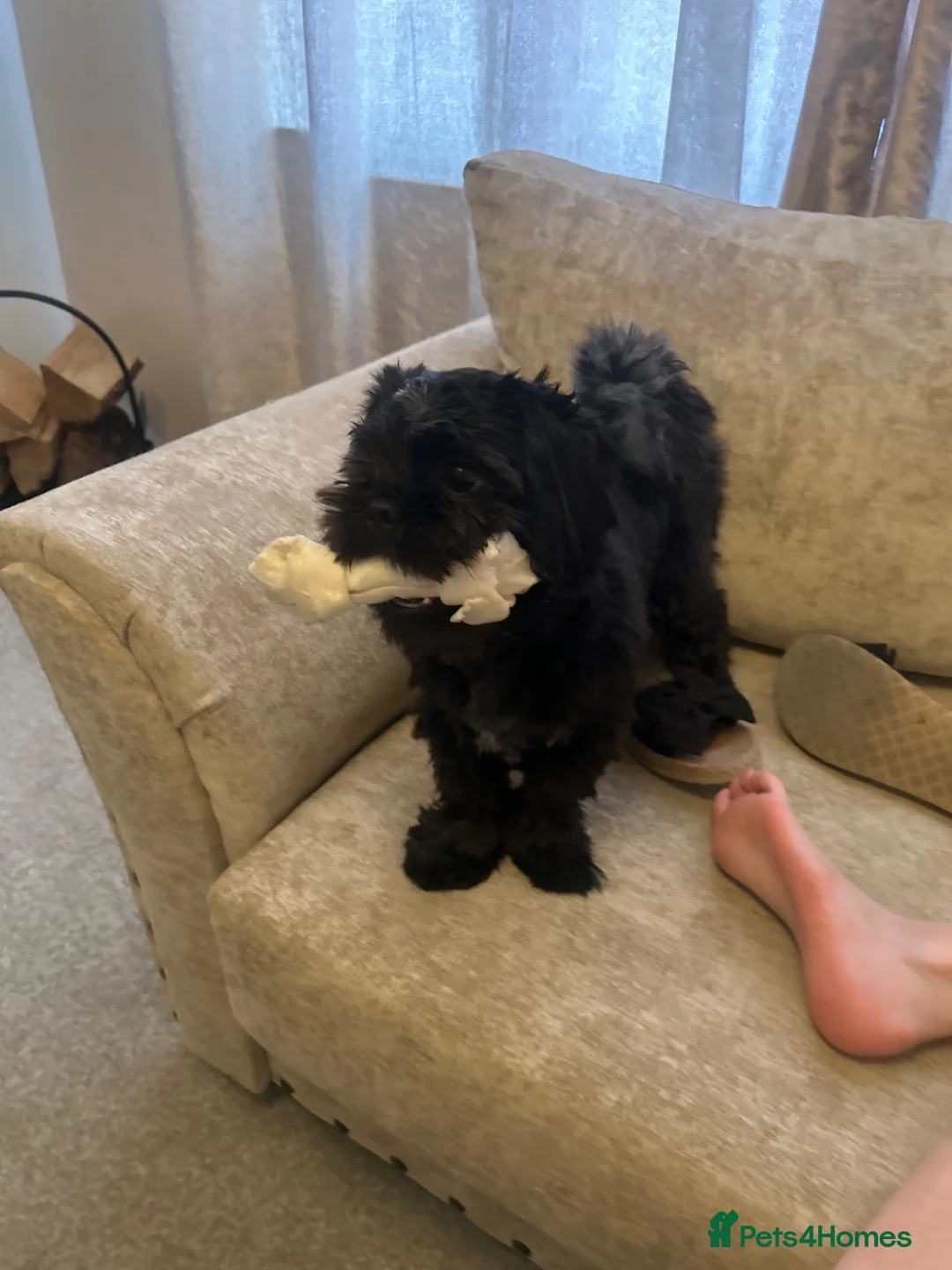 Shih Tzu dogs for sale: 8 month old female Shih Tzu in Oldham - Advert 1