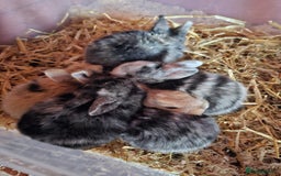 Harlequin rabbits for sale: 7 beautiful Harlequin bunnies looking for a new 🏡 - Image 27