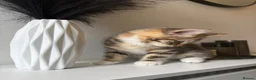 Mixed Breed cats for sale: Cute mixed breed kitten  in London - Advert 4