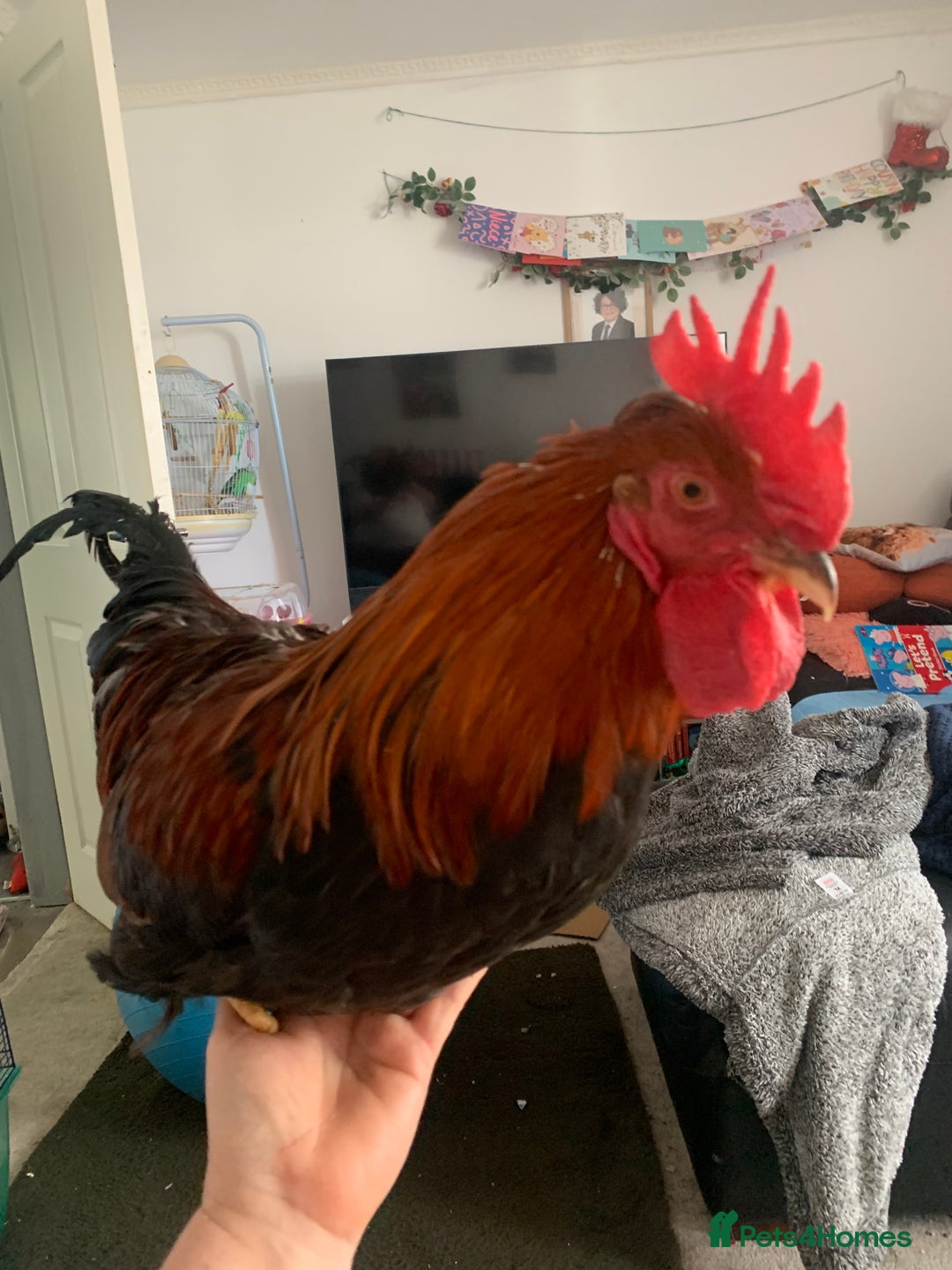 Chickens poultry for sale: 3 beautiful tame cockerels  - Image 3