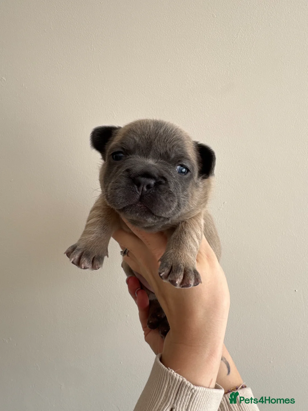 French Bulldog dogs for sale: French Bulldog Puppies  - Advert 20