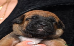 Belgian Shepherd Dog dogs for sale: Bullherders top working lines  - Image 6