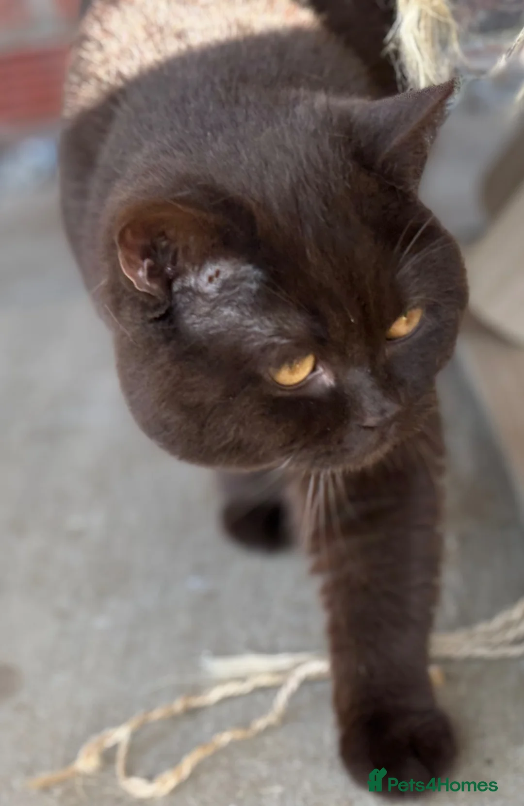 British Shorthair cats for stud: Gorgeous GCCF/TICA Chocolate Male for STUD ONLY  - Advert 2