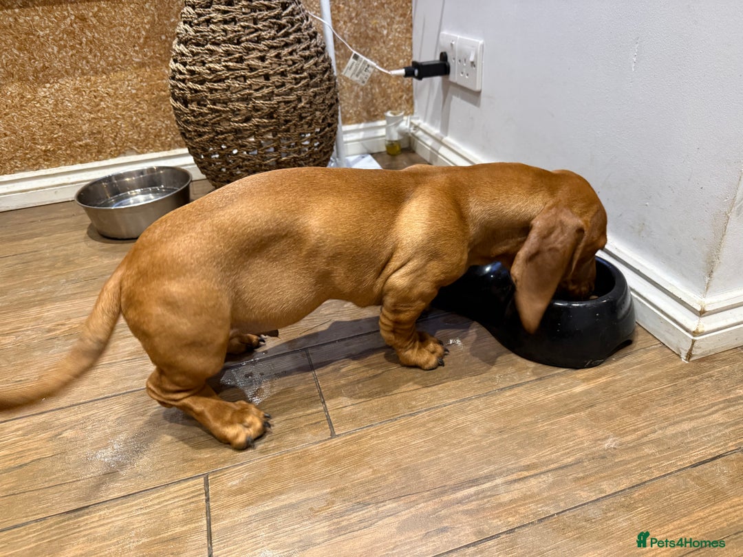 Dachshund dogs for sale: Standard dachshund puppies in Crawley - Advert 5