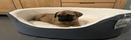 Bullmastiff dogs for sale: Beautiful litter of kc registered Bullmastiff pups - Advert 6