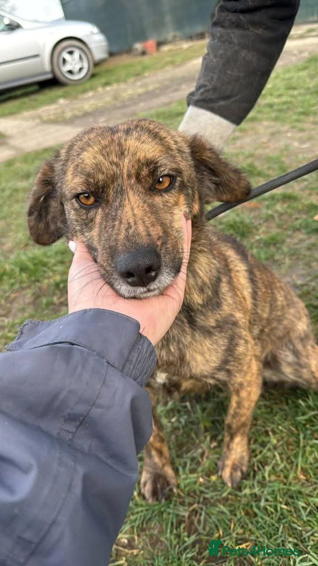 Mixed Breed dogs for adoption: Meet Brownie, currently residing in Essex  in Frinton-on-Sea - Advert 2