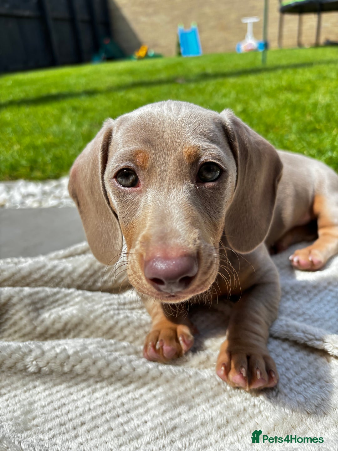 Miniature Dachshund dogs for stud: KC registered Isabelle & Tan  in Pontefract - Advert 8