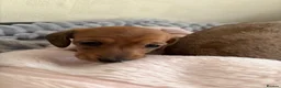 Miniature Dachshund dogs for sale: 5 beautiful miniature dachshund  - Advert 24