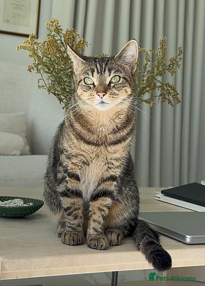 Mixed Breed cats Two Adorable Young Cats – Loving Home 🐾 - Advert 1