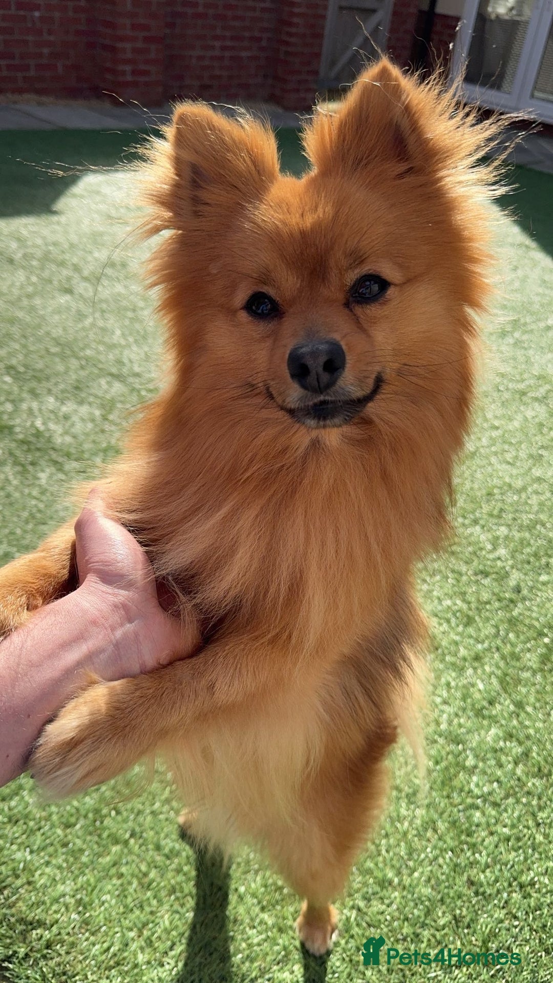 Pomeranian dogs for stud: Leo - Fox Faced Pomeranian - Advert 6