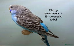 Budgerigars birds for sale: Stunning 8 week old baby budgies  - Advert 7