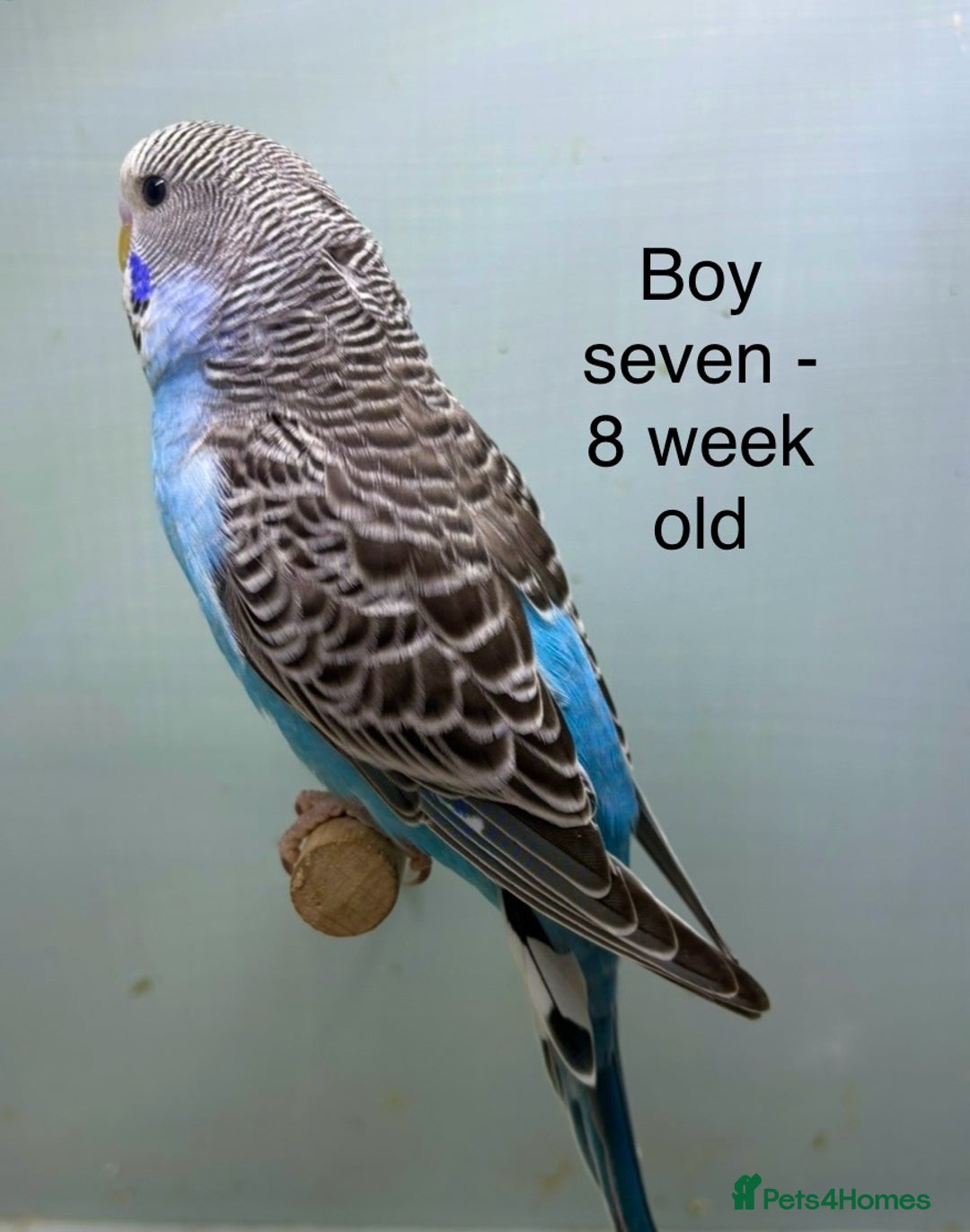 Budgerigars birds for sale: Stunning 8 week old baby budgies  - Advert 7